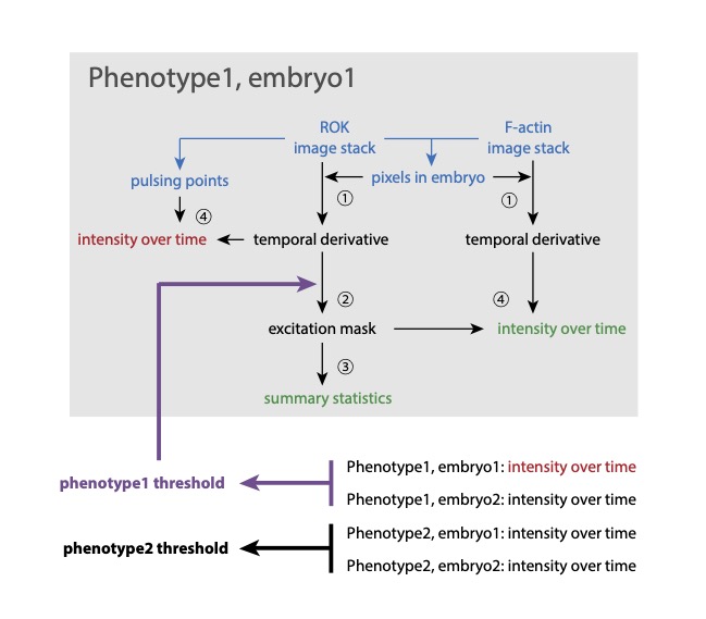 image-analysis-excitability-0-1-0-documentation